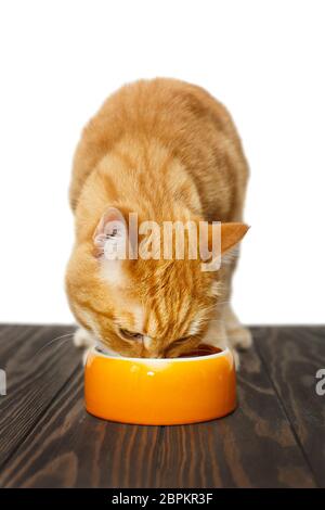 Le chat rouge mange des aliments dans un bol orange Banque D'Images