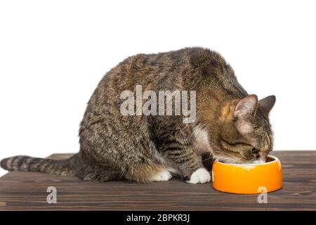 Le chat gris mange des aliments dans un bol orange Banque D'Images