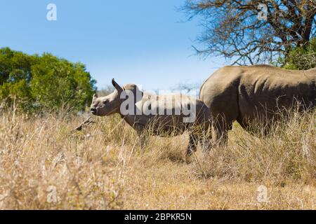 Rhinocéros blanc femelle avec chiot, à partir de Hluhluwe-Imfolozi Park, Afrique du Sud. La faune africaine. Ceratotherium simum Banque D'Images