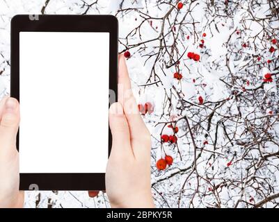 Concept de voyage - photographies de tourisme de baies d'aubépine gelée sur arbre dans le parc de la ville en hiver dans la ville de Moscou sur smartphone Avec cu vide Banque D'Images