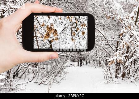 Concept de voyages touristiques - photographies de feuilles congelées dans parc de la ville de jour d'hiver couvert sur smartphone à Moscou, Russie Banque D'Images