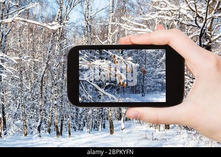 Travel Concept - photos touristiques de feuilles d'érable arbre de plus de chemin dans la forêt couverte de neige en hiver ensoleillée jour sur smartphone à Moscou, Russ Banque D'Images