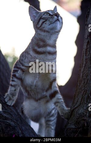 Un chaton rayé avec un petit visage drôle sur une promenade monte un arbre dans le jardin. Gros plan. Banque D'Images