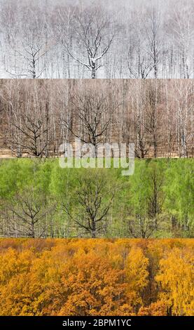 Collage à partir de la vue panoramique des forêts en quatre divisions de l'année (hiver, printemps, été, automne) Banque D'Images