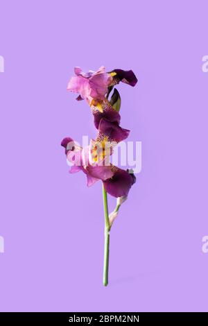 Belle fleur de l'iris violet sur fond violet avec jaune et rose Banque D'Images
