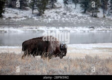 WY04392-00...WYOMING - Buffalo marchant le long de la rivière Yellowstone dans la vallée de Hayden après une tempête de neige en début de saison dans le parc national de Yellowstone. Banque D'Images