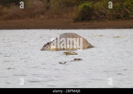 Hippo morts sur l'étang du parc national Kruger. Safari et la faune, l'Afrique du Sud. Animaux d'Afrique Banque D'Images