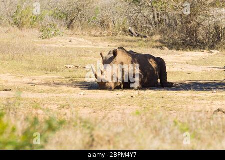 Rhinocéros blanc dormir sous un arbre de Hluhluwe-Imfolozi Park, Afrique du Sud. La faune africaine. Ceratotherium simum Banque D'Images