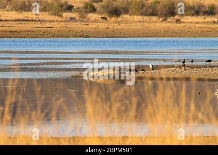 Troupeau d'hippopotames les crocodiles au bord de la rivière de Pilanesberg National Park, Afrique du Sud. Safari dans la faune. Animaux dans la nature Banque D'Images