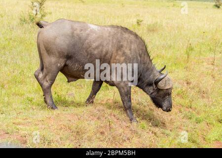 Buffalo mâle dans la savane du parc au centre du Kenya Nairobi Banque D'Images