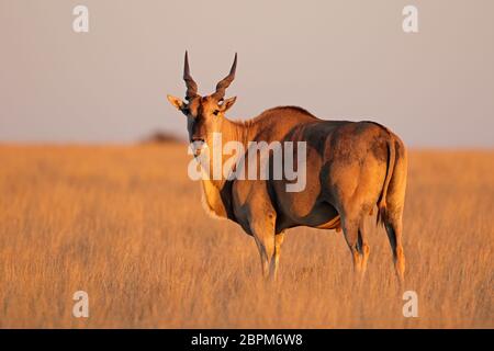 Antilope mâle éland (Tragelaphus oryx) en fin d'après-midi, lumière, Mokala National Park, Afrique du Sud Banque D'Images