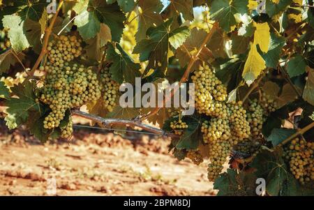 Domaine des vignes pour faire du vin, détail de la culture écologique, du vin et du raisin Banque D'Images