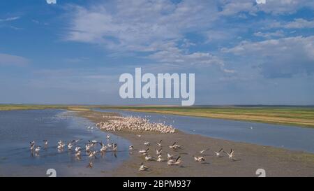 Colonie de pélicans dans le Delta du Danube, Roumanie Banque D'Images