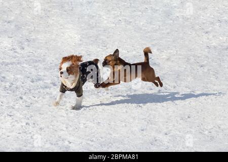 Le petit chien de cavalier King charles et le petit petit chien de brabancon jouent dans le parc d'hiver. Animaux de compagnie. Chien de race. Banque D'Images