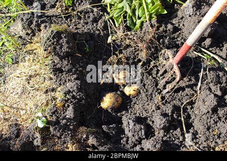 Potatos étant creusés avec une fourchette de pas. Banque D'Images