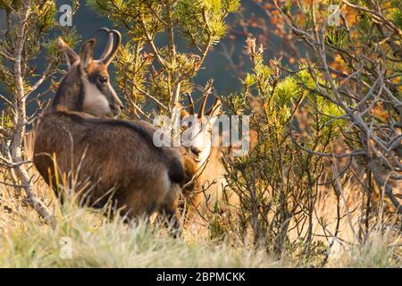 Les jeunes de chamois des Alpes italiennes, Rupicapra rupicapra Banque D'Images