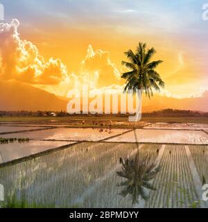 Seul palmier dans une rizière sur l'île de mondoro Banque D'Images