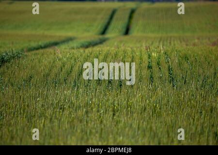 Chemin de terre, chemin dans le champ de céréales au printemps paysage. Les traces de pneus du tracteur sur le champ dans la Lettonie. Paysage d'été avec des champs de céréales et de meadow pa Banque D'Images