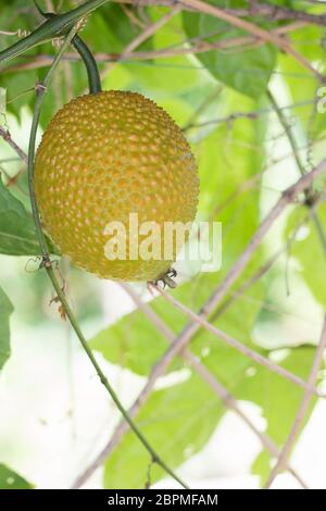 Concombre Amer printemps Bébé , Jaque ou gac des fruits au jardin Banque D'Images