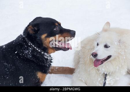 Le chiot Rottweiler et le chien multibred sont couché sur une neige blanche dans le parc d'hiver. Animaux de compagnie. Chien de race. Banque D'Images