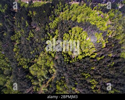 Vue de dessus des forêts, des arbres et de la route. Paysage de printemps frais et ensoleillé photographié avec un drone. Banque D'Images