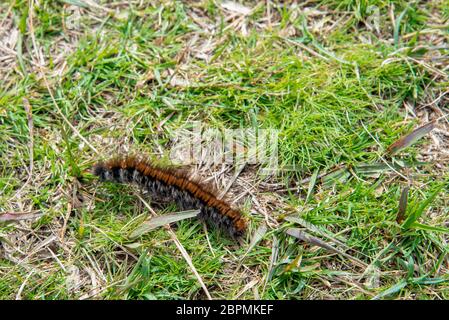 Chenille de la teigne du renard (Macrothylacia rubi) dans la Moor de Bodmin, en Cornouailles, en Angleterre. Banque D'Images