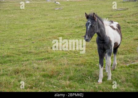 Foal sauvage dans la Moor Bodmin à Cornwall, Angleterre. Banque D'Images