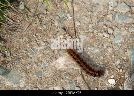 Chenille de la teigne du renard (Macrothylacia rubi) sur le sentier côtier de Cornwall, en Angleterre. Banque D'Images