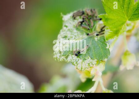 Parasites de cassis sur les feuilles de plantes dans le jardin, foyer sélectif, macro photo Banque D'Images