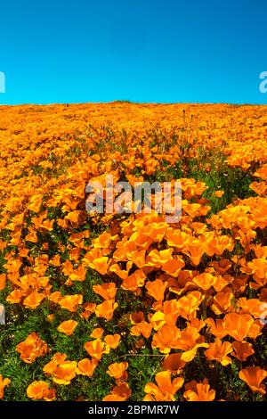 Les coquelicots de Californie s'accrooient à un ciel bleu Banque D'Images