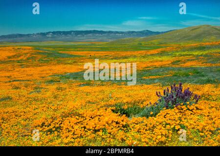 Les coquelicots de Californie s'accrooient à un ciel bleu Banque D'Images