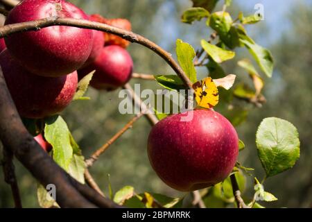 Typique italien pomme pourrie sur l'arbre dans mon jardin Banque D'Images