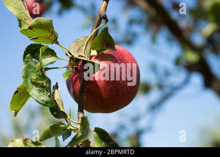 Typique italien pomme pourrie sur l'arbre dans mon jardin Banque D'Images