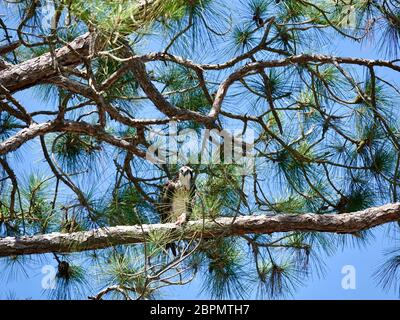 L'espèce adulte, Pandion haliatus, perchée sur une branche de pins, mangeant un grand poisson récemment pêché, Cedar Key, Fsorida, États-Unis. Banque D'Images