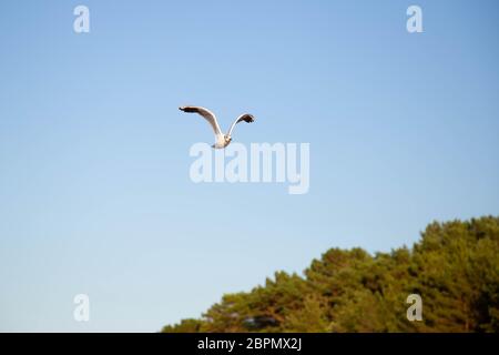 Un mouette vole sur la plage sur la mer Baltique Banque D'Images