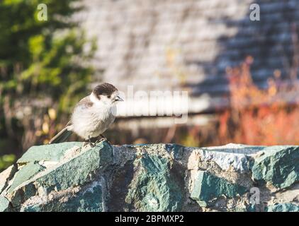 Scène d'un adorable Phoebe de l'est reposant sur le mur de roche... Banque D'Images