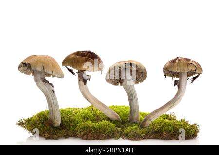 Les champignons magiques frais isolé sur la mousse sur fond blanc. Champignons psychédéliques hallucinogènes. La médecine alternative. Banque D'Images