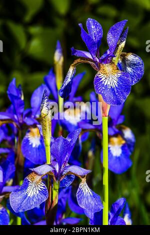 Gros plan extérieur d'un Iris sibirica (Iris sibérien) sous la pluie Banque D'Images