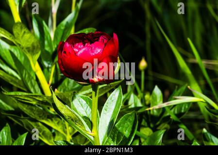 Vue rapprochée extérieure d'une Paeonia rouge vif « Buckeye Belle » (pivoine) Banque D'Images