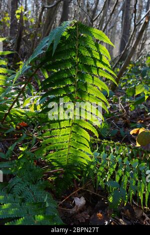 La grande fougère Long Green leaf, rétroéclairé par le soleil dans un bois, en mettant en évidence les spores sur la face inférieure des feuilles Banque D'Images