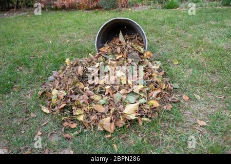 Un tas de feuilles a balayé avec un râteau sur une prairie dans le jardin. les feuilles pour un seau. Banque D'Images