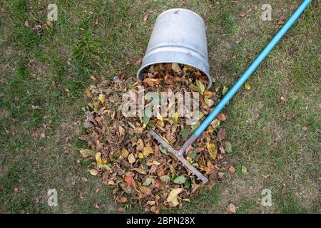 Un tas de feuilles a balayé avec un râteau sur une prairie dans le jardin. les feuilles pour un seau. Banque D'Images