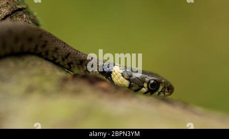 Serpent à gazon européen juvénile Banque D'Images