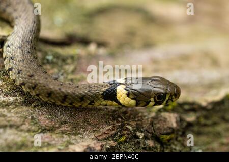 Serpent à gazon européen juvénile Banque D'Images