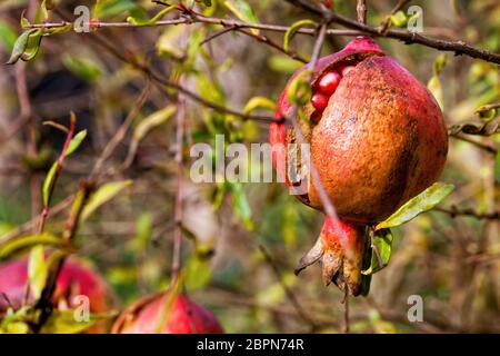 Grenade, fruits et plante. Le grenade, nom botanique Punica granatum, est un arbuste à feuilles caduques fruitées ou un petit arbre de la famille Lythrace Banque D'Images