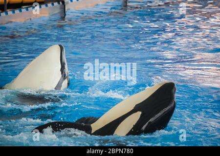 Deux majestueux Orcas dans l'eau au cours de show, Tenerife, Espagne Banque D'Images