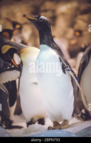 Petit mignon pingouin debout sur la glace dans le zoo marin Banque D'Images