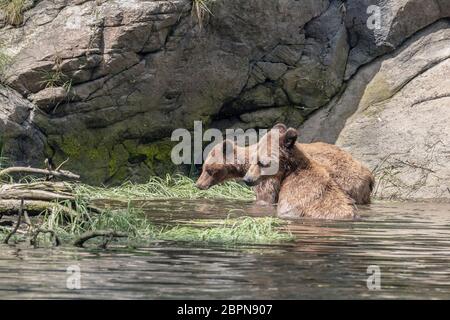 Grizzli de mère avec cub de 3-4 ans dans l'eau à marée haute dans l'estuaire de Khutzeymateen, en Colombie-Britannique Banque D'Images