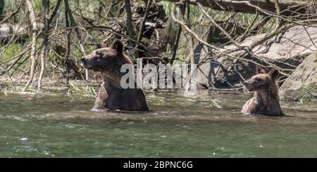 Mère ours et ourson cub essayant de décider s'il est sécuritaire de nager à travers l'estuaire, Khutzeymateen, C.-B. Banque D'Images