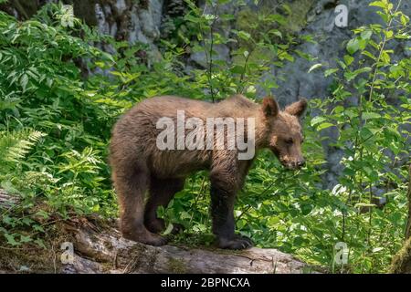 Un jeune grizzli se mord un an sur une bûche, dans la crique de Khutzeymateen (C.-B.) Banque D'Images